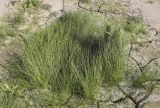 genus Eleocharis. Плодоносящие растения. Ханты-Мансийский автономный округ — Югра, Октябрьский р-н, сельское поселение Курымкары, окр. пос. Горнореченск, правый берег р. Обь. 03.09.2022.