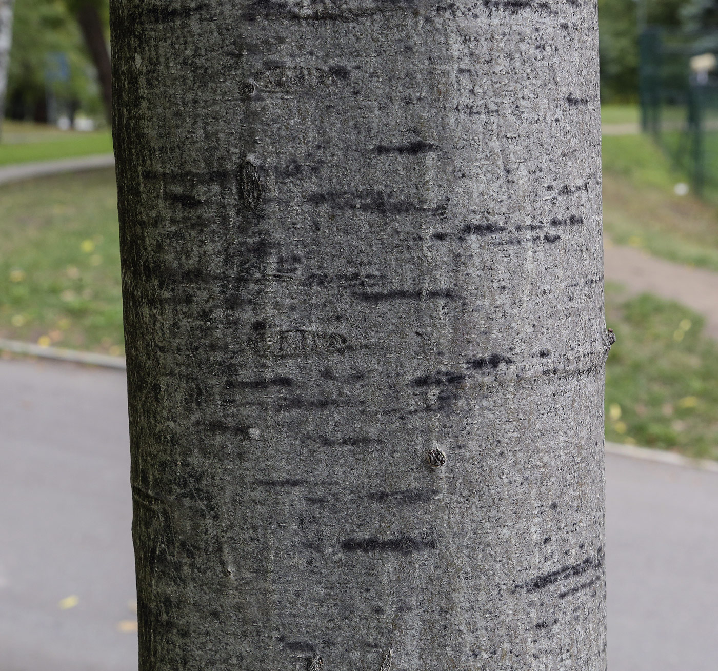 Image of Quercus rubra specimen.