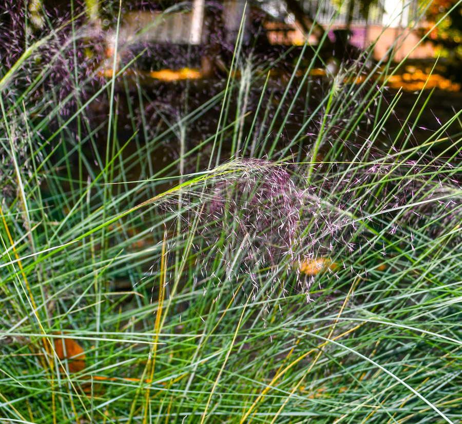 Изображение особи Muhlenbergia ciliata.