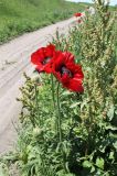 Papaver bracteatum