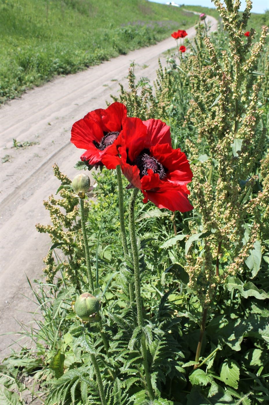 Изображение особи Papaver bracteatum.