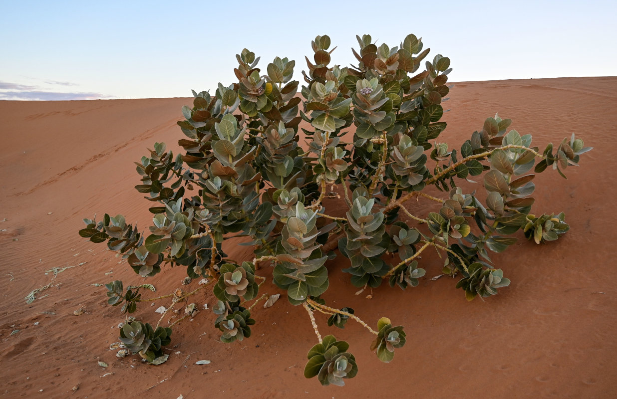 Image of Calotropis procera specimen.