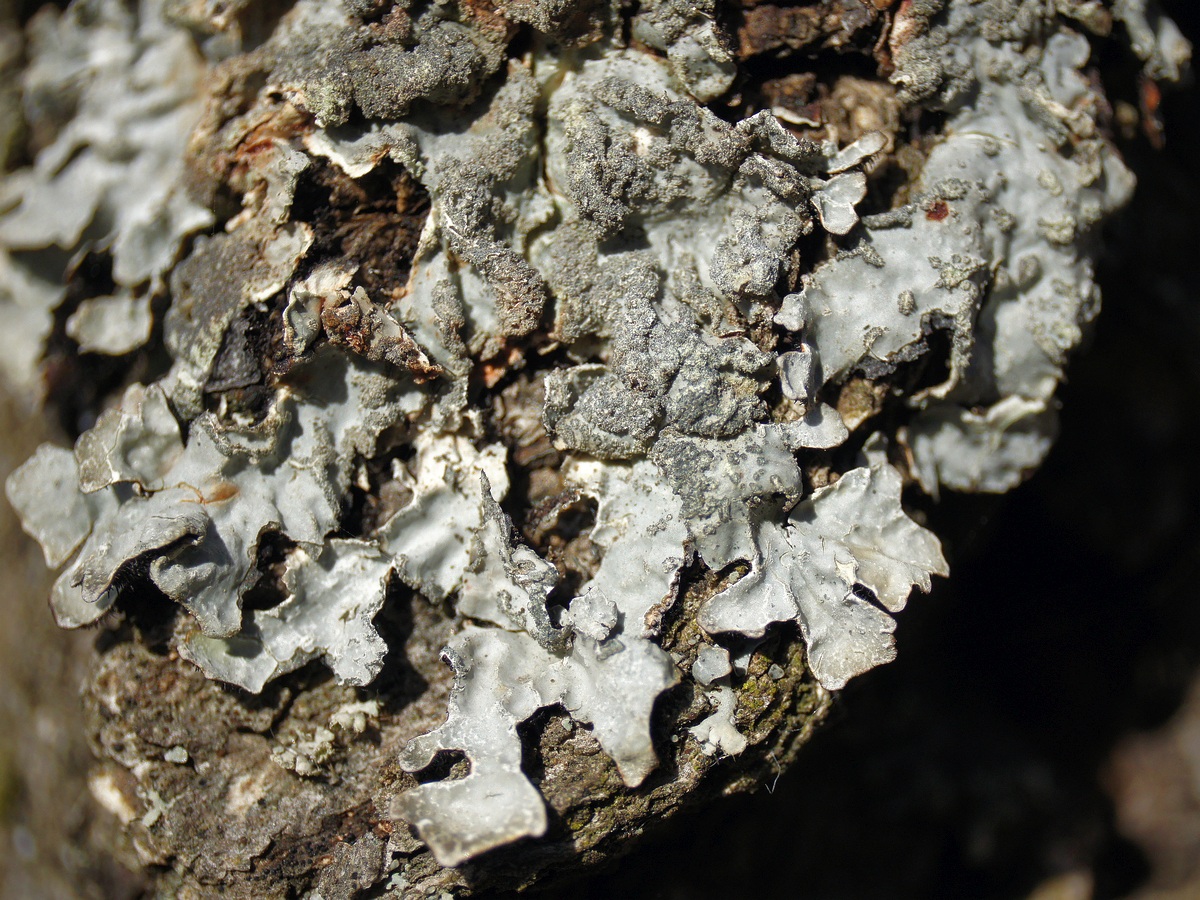 Image of Parmelia sulcata specimen.