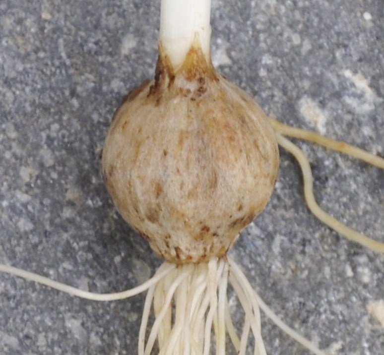 Image of Allium subhirsutum specimen.