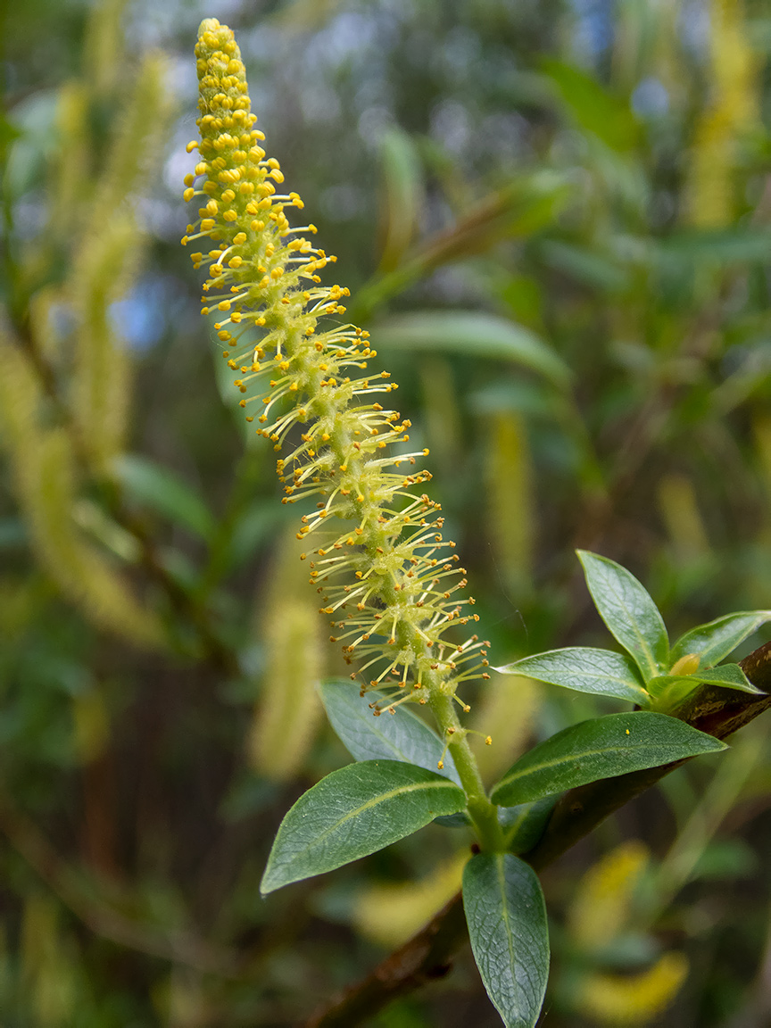 Image of Salix triandra specimen.