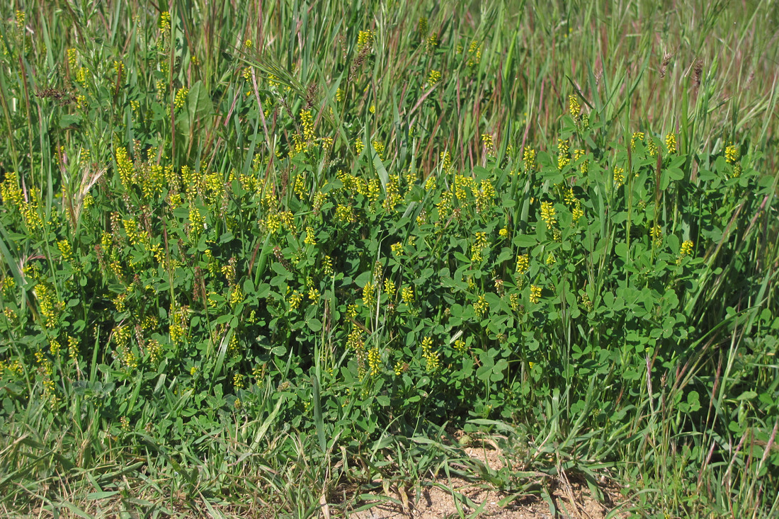 Image of Melilotus indicus specimen.