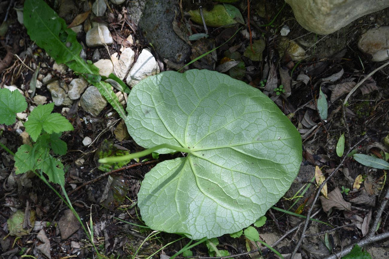 Image of Pachyphragma macrophyllum specimen.