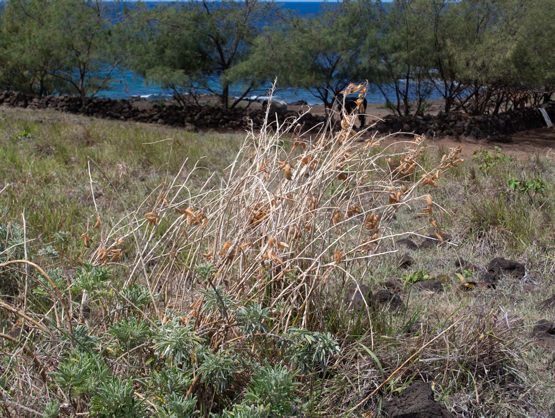 Image of Crotalaria grahamiana specimen.