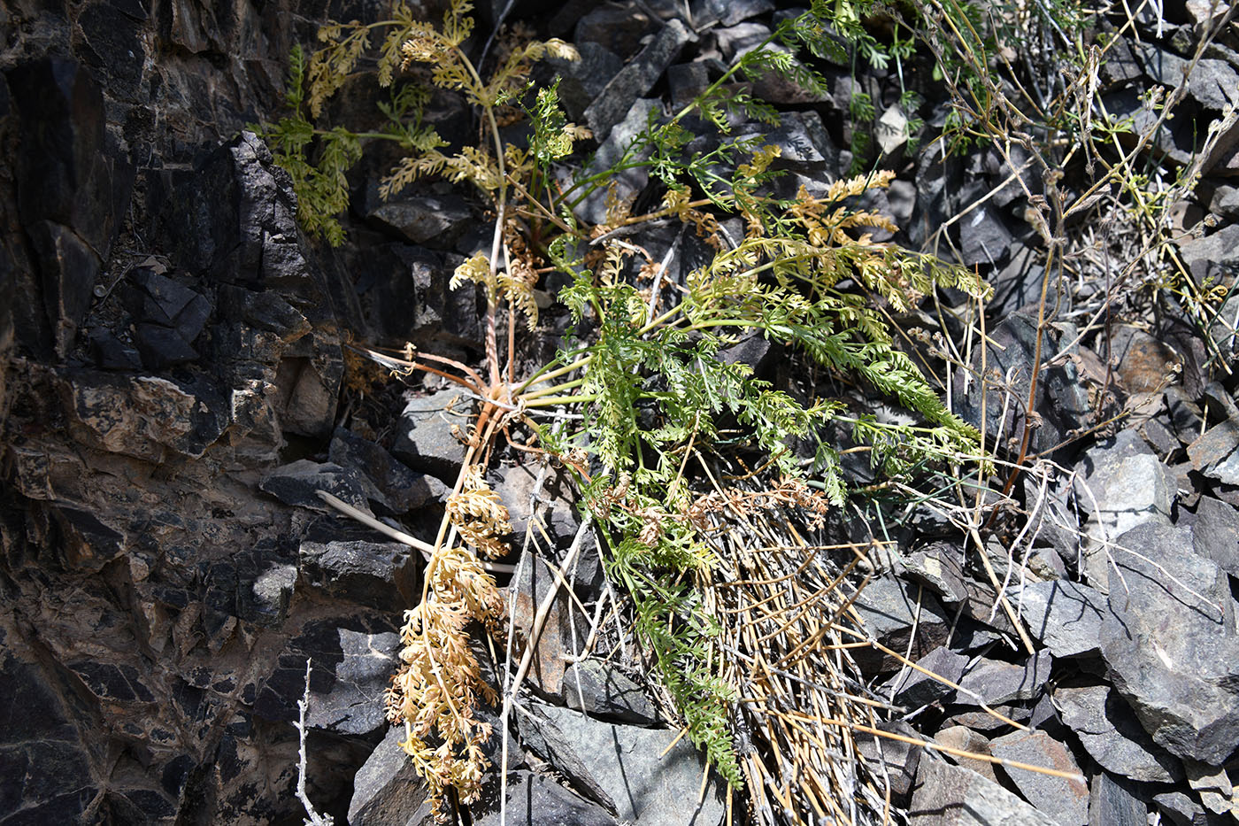 Image of familia Apiaceae specimen.