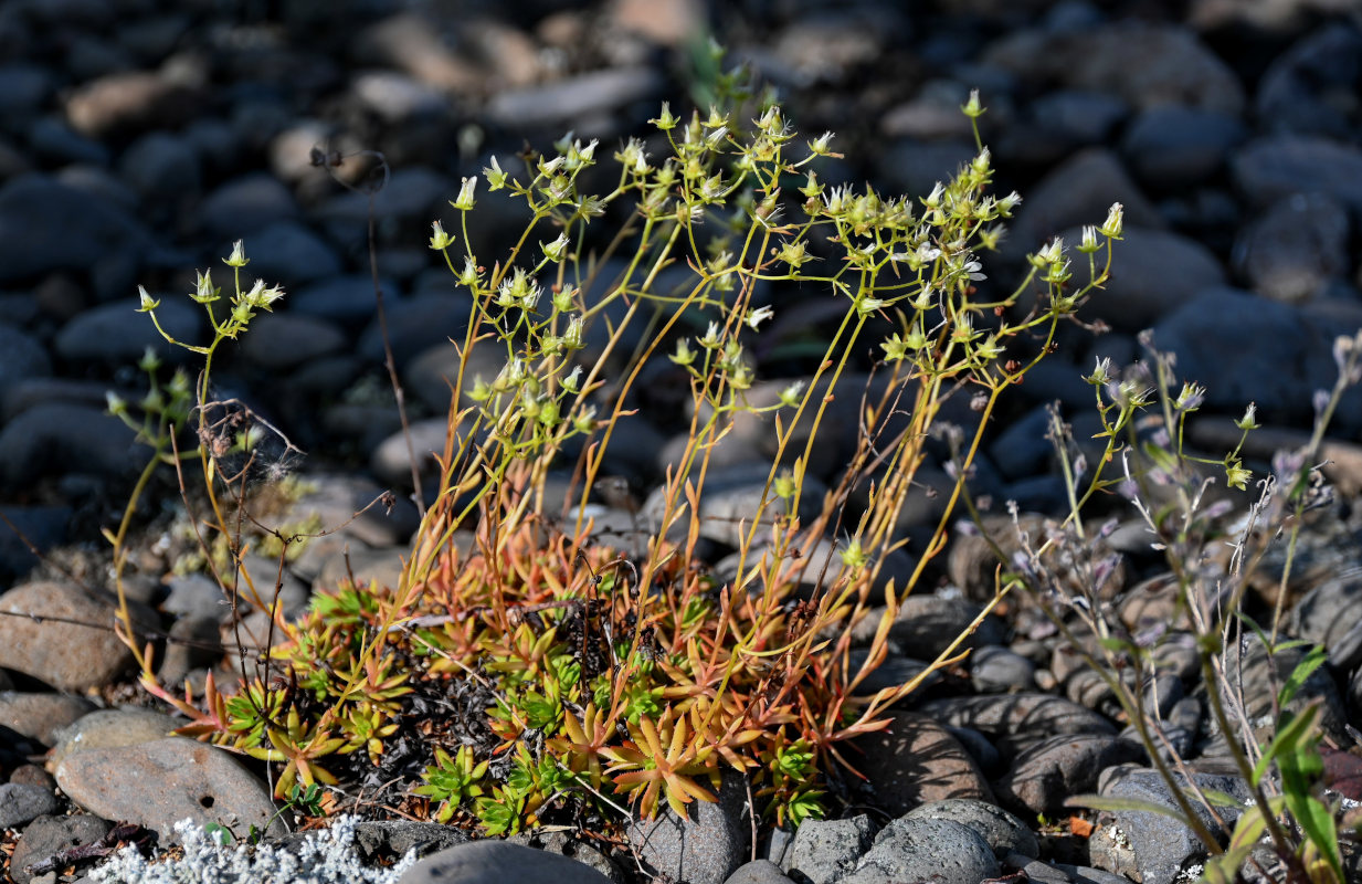 Изображение особи Saxifraga spinulosa.