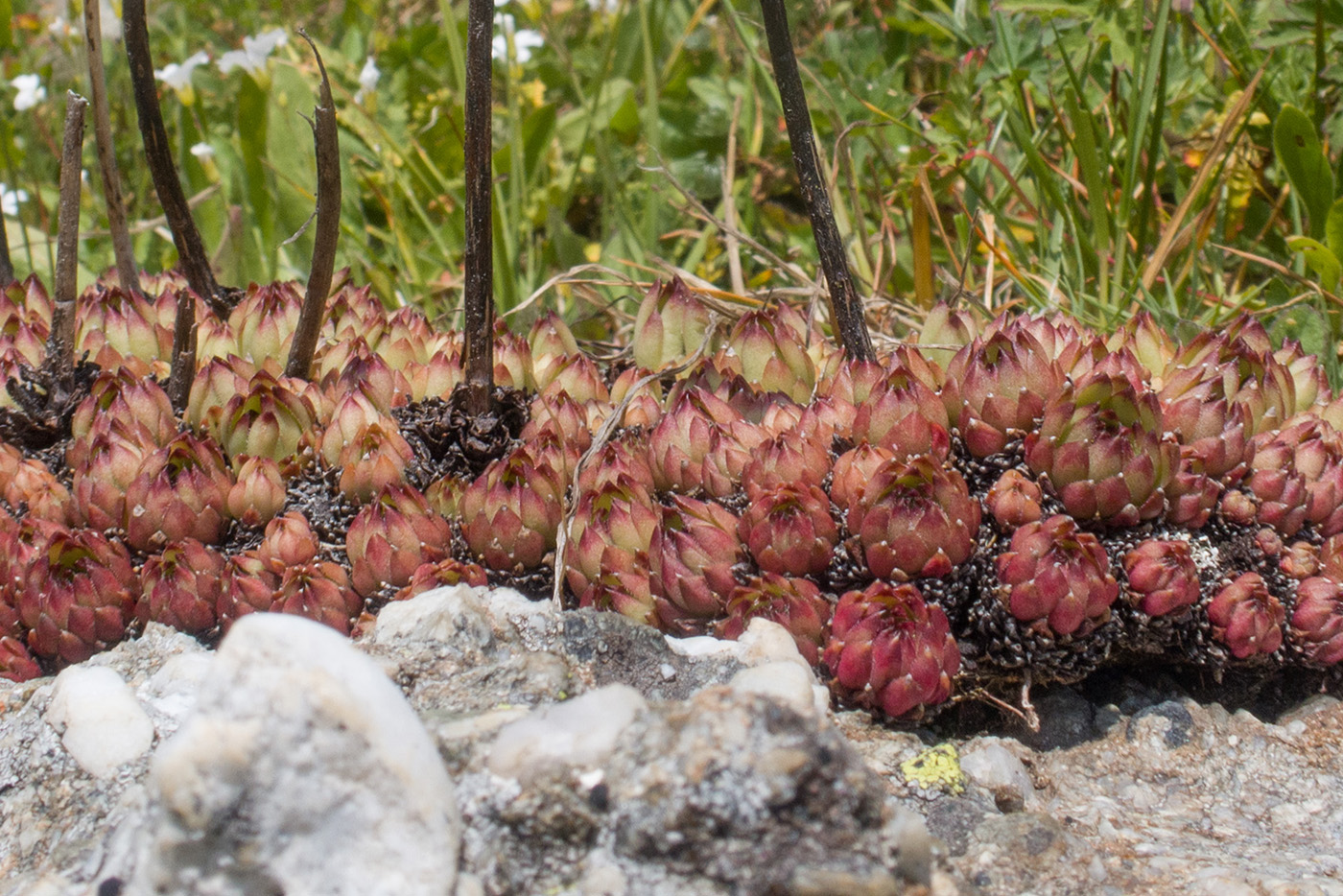 Изображение особи Sempervivum pumilum.