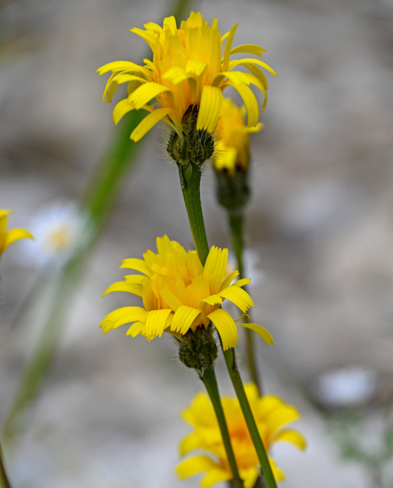 Image of Leontodon caucasicus specimen.