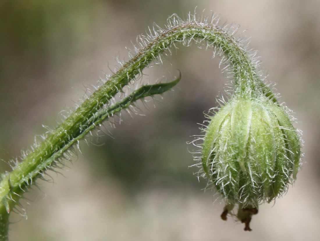 Image of Crepis rhoeadifolia specimen.