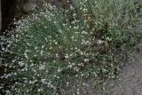 Gypsophila capitata