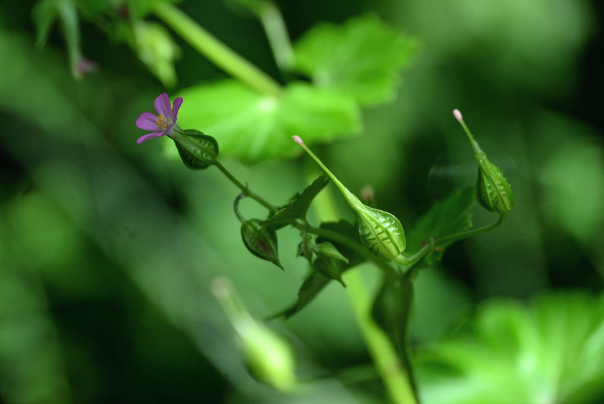 Image of Geranium lucidum specimen.