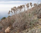 Jurinea stoechadifolia. Куртина плодоносящих растений. Краснодарский край, м/о Анапа, окр. с. Варваровка, приморский склон, каменистая степь. 14.02.2015.