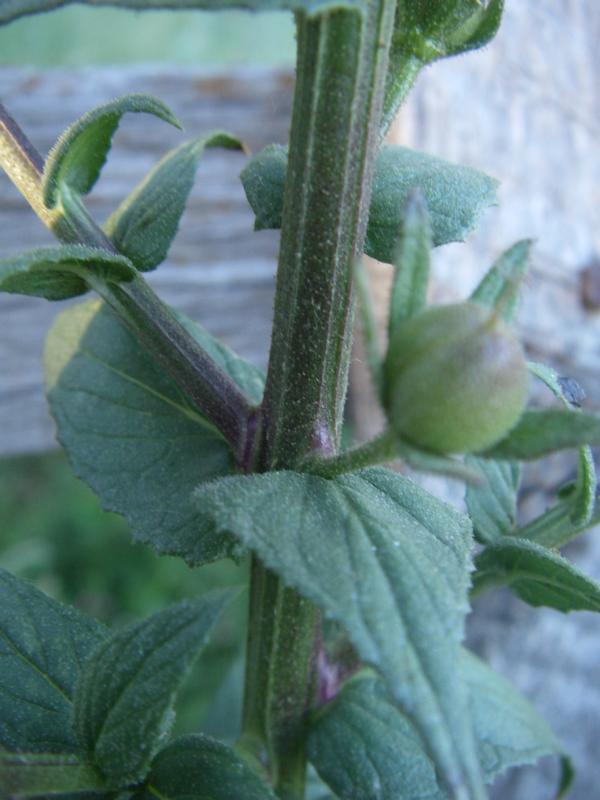 Image of Verbascum blattaria specimen.