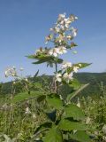 Rubus lloydianus. Побег с соцветиями. Краснодарский край, Абинский р-н, окр. станицы Шапсугская, мергелевый карьер. 05.06.2014.