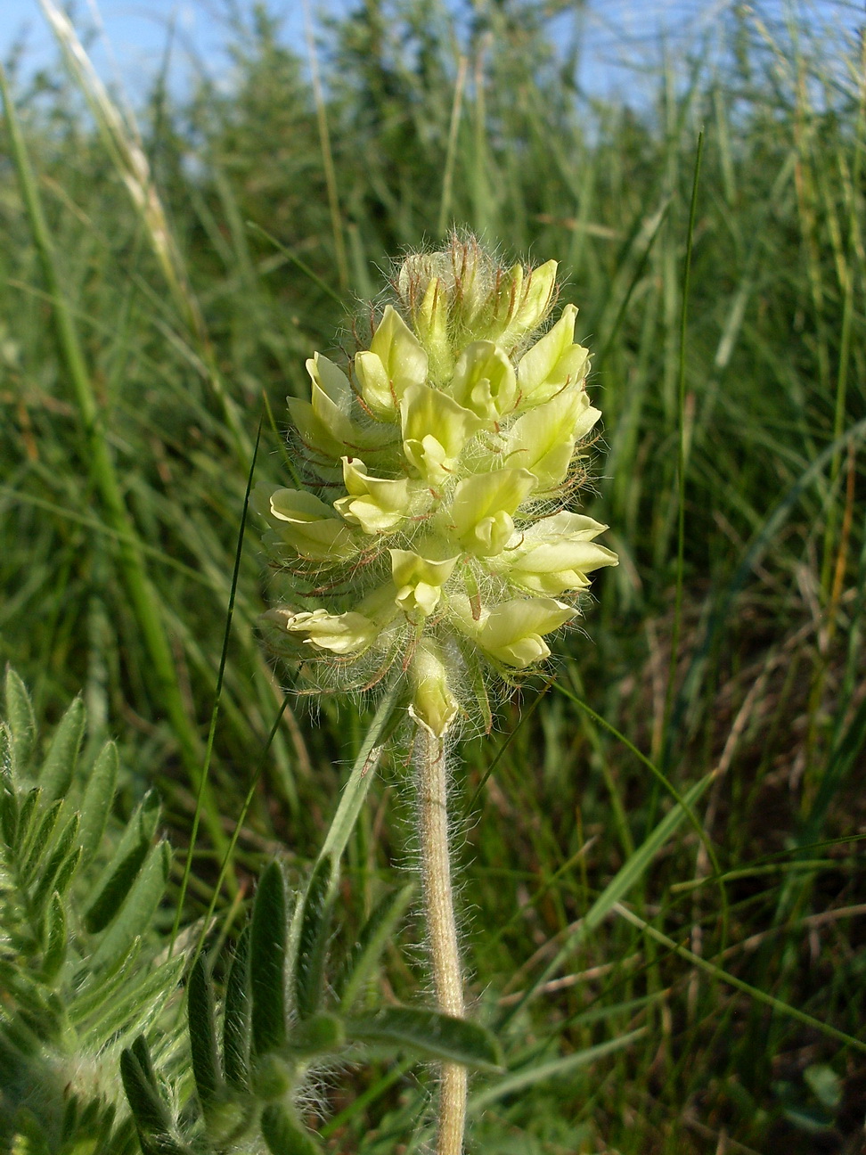 Image of Oxytropis pilosa specimen.