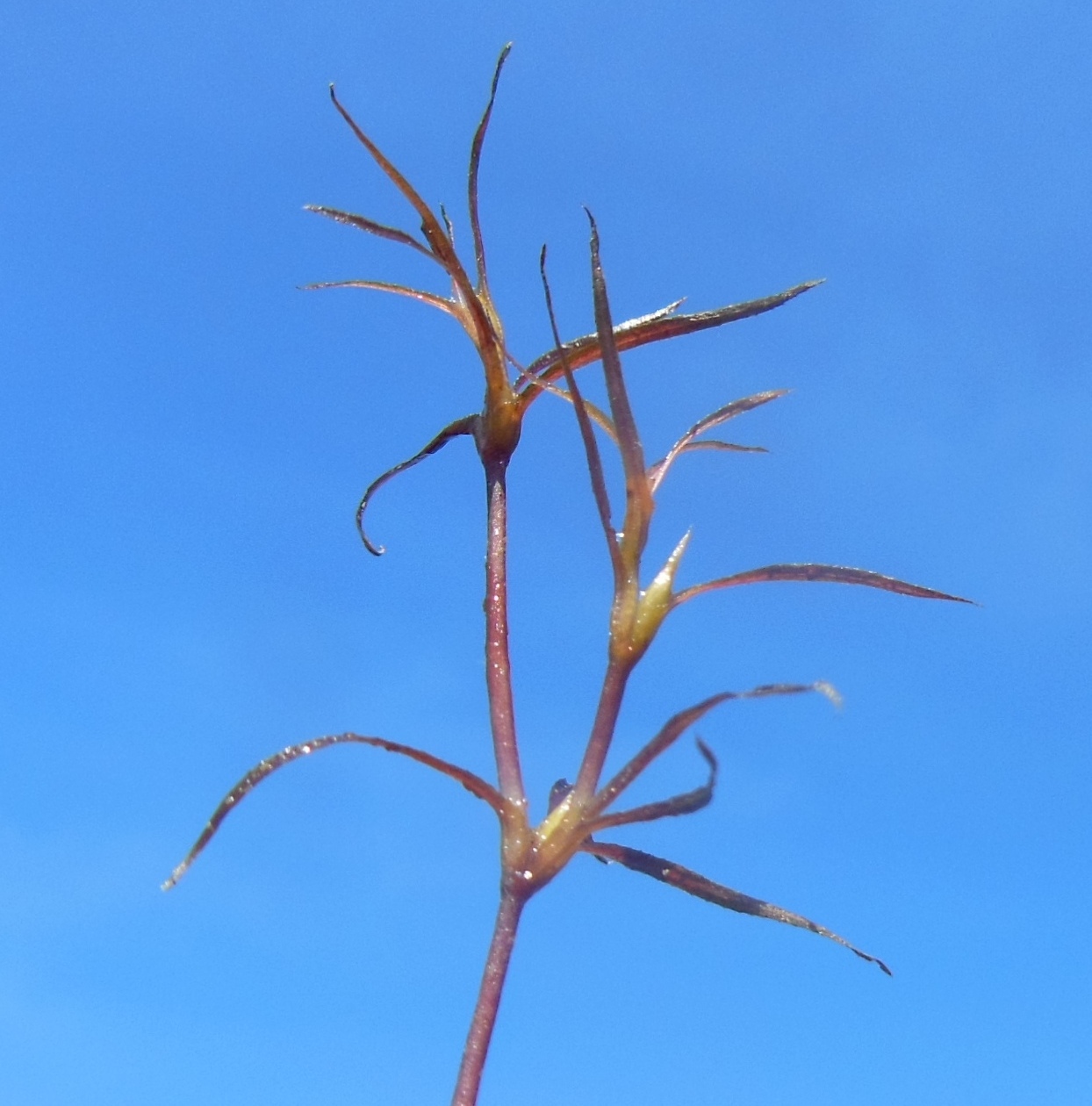 Image of Caulinia flexilis specimen.