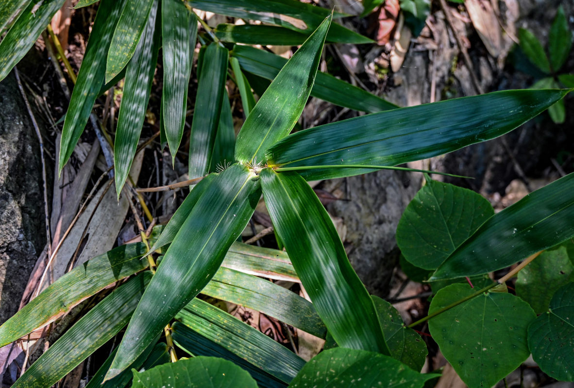 Image of Phyllostachys pubescens specimen.