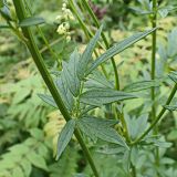 Thalictrum amurense