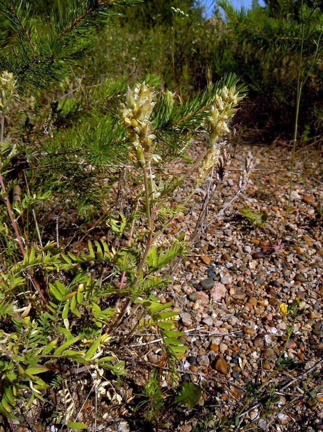 Изображение особи Oxytropis pilosa.