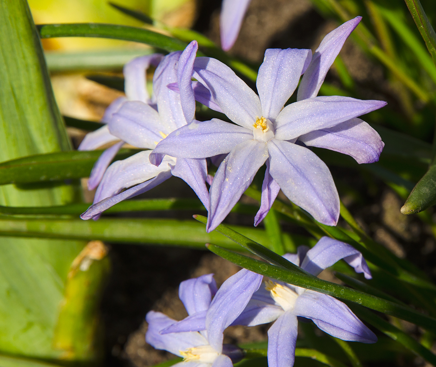 Изображение особи Chionodoxa luciliae.