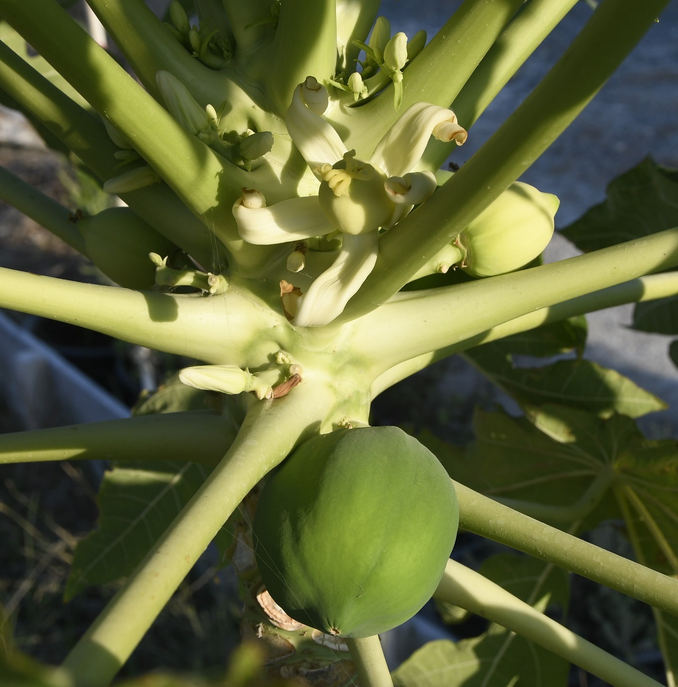 Image of Carica papaya specimen.