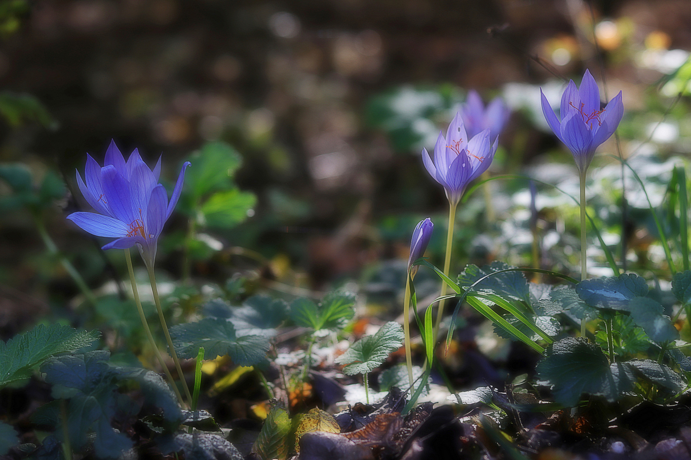 Изображение особи Crocus speciosus.