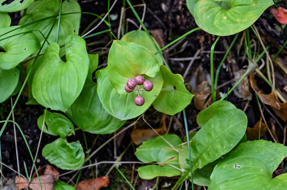 Image of Maianthemum dilatatum specimen.