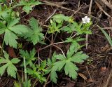 Geranium sibiricum