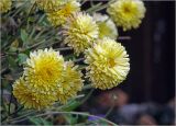 Chrysanthemum indicum. Соцветия. Московская обл., Раменский р-н, окр. дер. Хрипань, садовый участок. 12.09.2024.