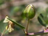 Capparis herbacea. Бутон. Турция, пров. Анталья, р-н Кумлуджа, окр. вдхр. Алакыр, каменистая обочина грунтовой дороги. 31.05.2024.