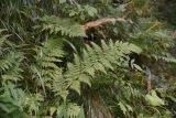 Dryopteris dilatata. Вайи. Кабардино-Балкария, Эльбрусский р-н, Терскольский лес, подножие горы Чегет. 26 августа 2023 г.