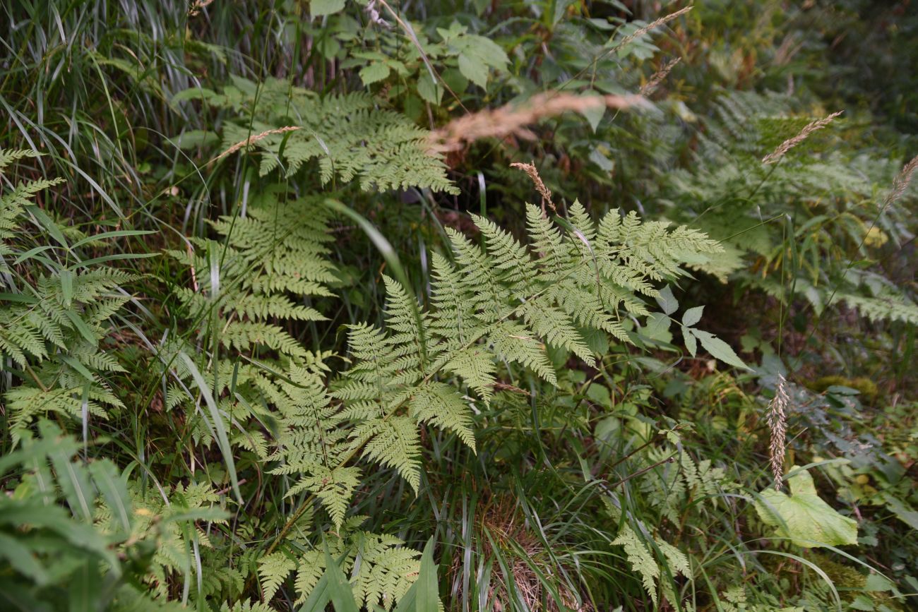 Изображение особи Dryopteris dilatata.