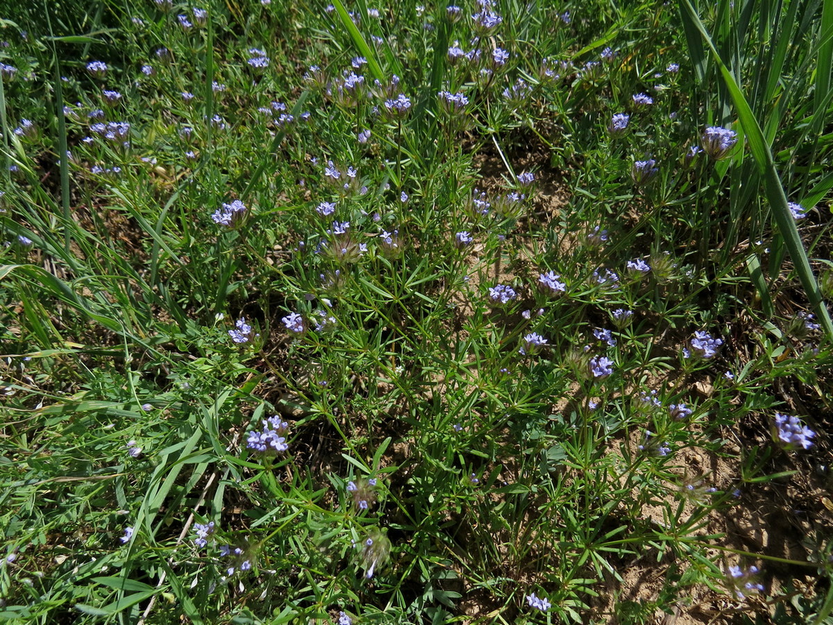 Изображение особи Asperula setosa.