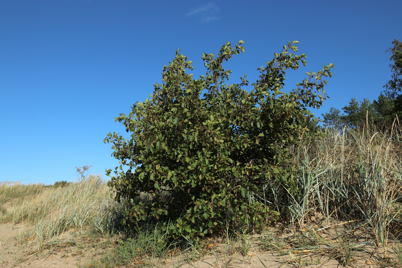 Image of Alnus glutinosa specimen.