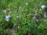 Geranium pseudosibiricum. Верхушка цветущего растения. Хакасия, Ширинский р-н, окр. с. Ефремкино, массив Тогыз-Аз, лесной луг. 01.06.2024.