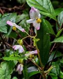 Begonia algaia