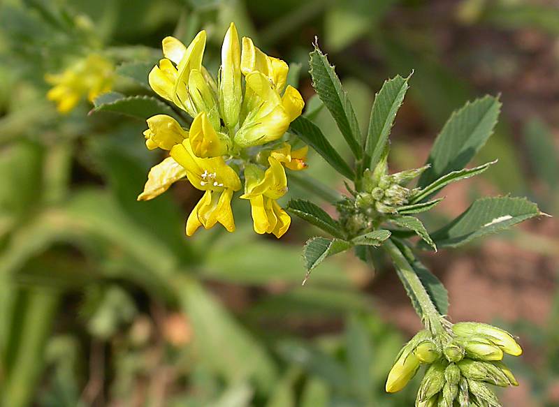 Изображение особи Medicago falcata.