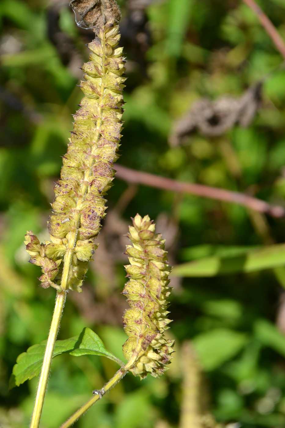 Image of Elsholtzia ciliata specimen.