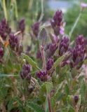 Teucrium chamaedrys