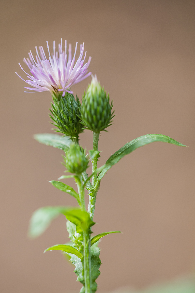 Изображение особи Carduus crispus.