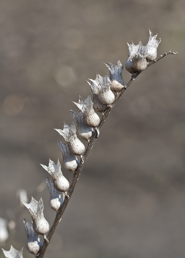 Изображение особи Hyoscyamus niger.