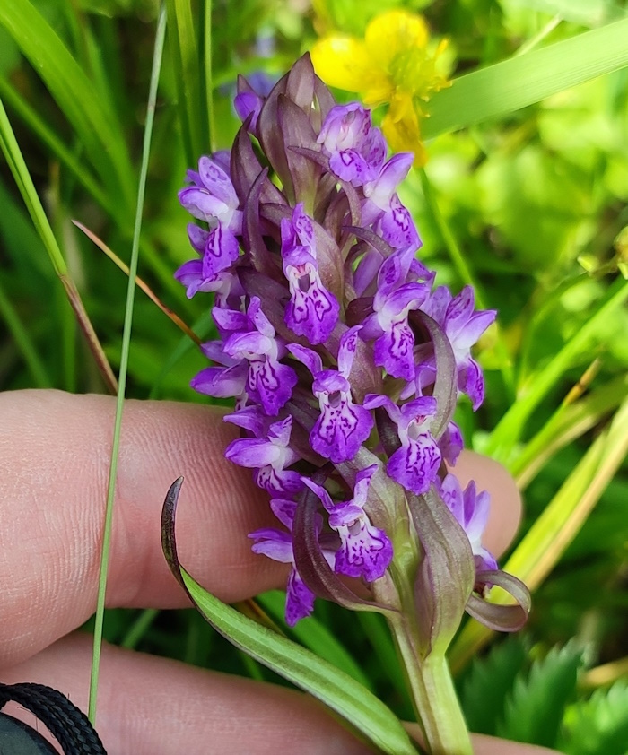 Image of Dactylorhiza incarnata specimen.