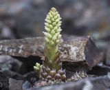 Orostachys spinosa