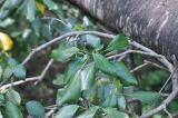 Hedera colchica