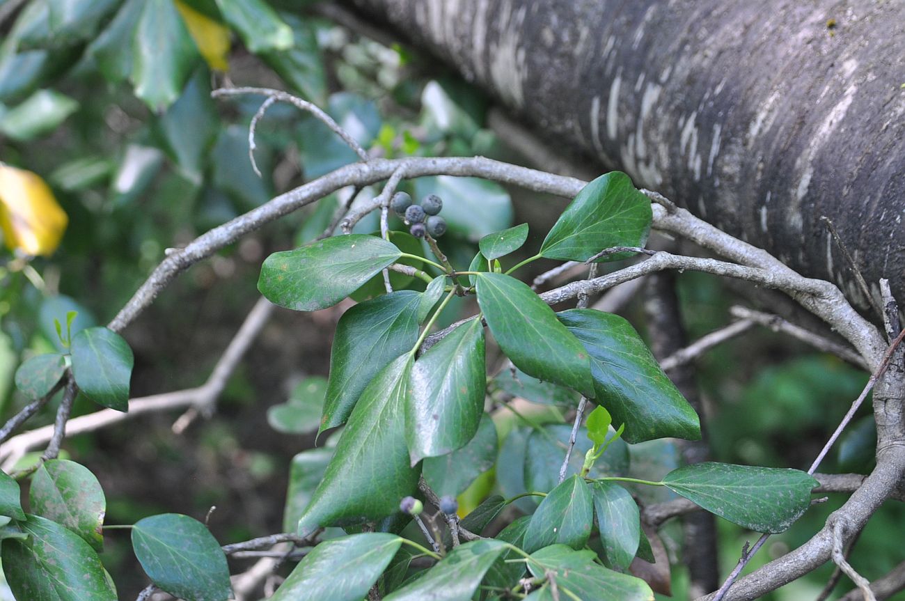 Image of Hedera colchica specimen.
