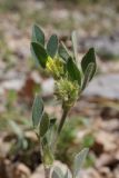 View full-size image Melilotoides brachycarpa